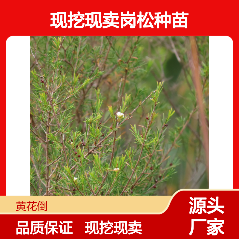 现挖现卖岗松种苗 苗圃产地直供品质保证种植技术分享
