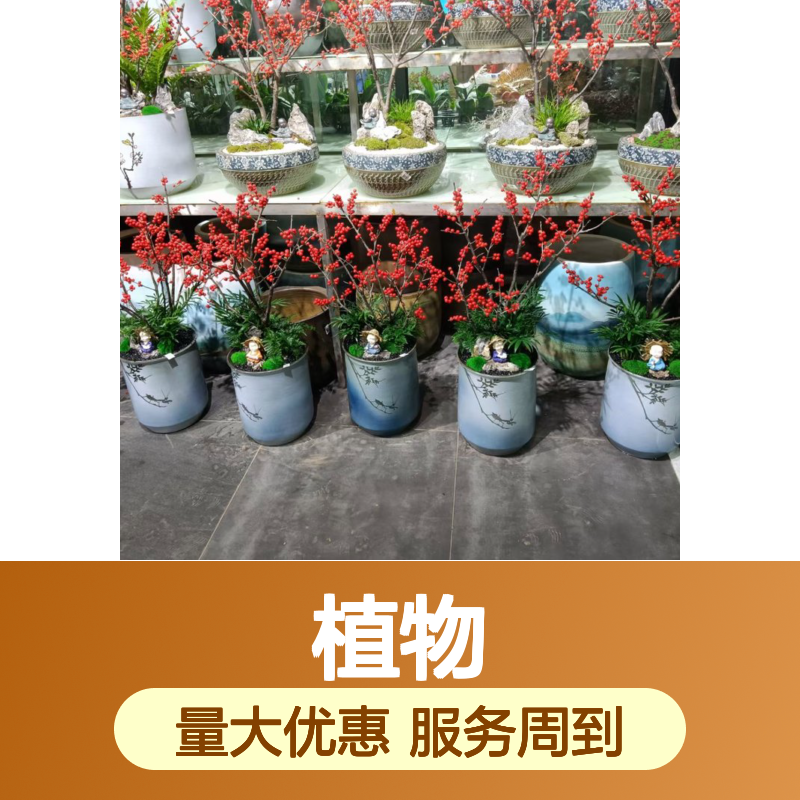 南韵竹风植物出租服务 承接绿化工程 品种多样