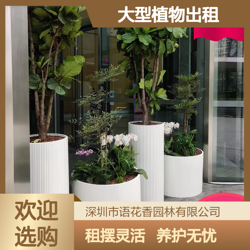大型植物出租服务 多肉小盆栽搭配 大叶富贵竹组合 上门养护省心