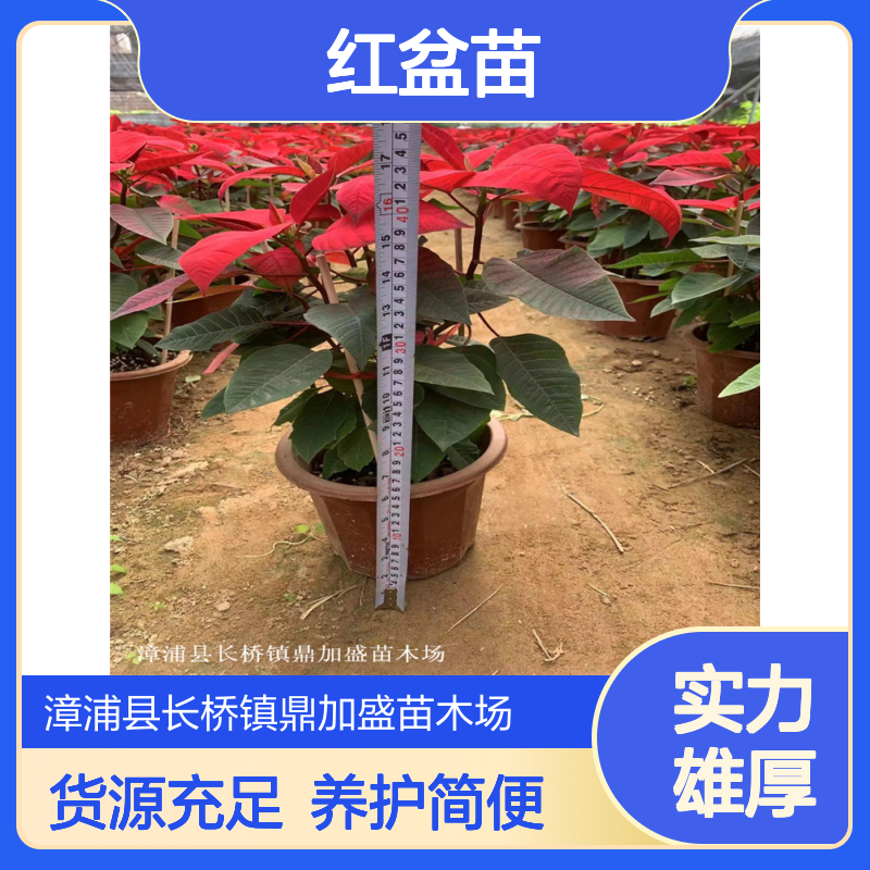 鼎加盛一品红盆苗 红色花系绿植 灌丛地被适用 栽培易管理 货源足可订