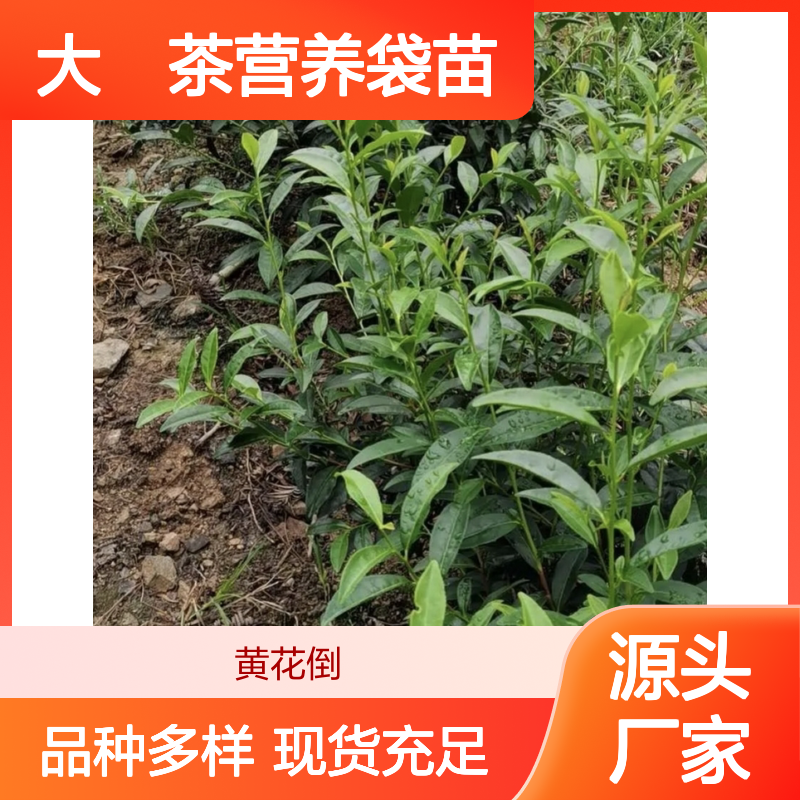 清心大冇茶营养袋苗 根系发达种植简便 质量保证