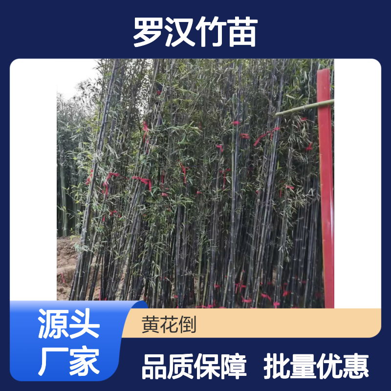 精选罗汉竹苗 种植园直供 批发优选 生长迅速 成活率高