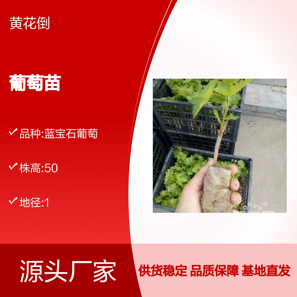 巨峰葡萄苗 百亩基地直供 品种优良 严格管理 健康生长