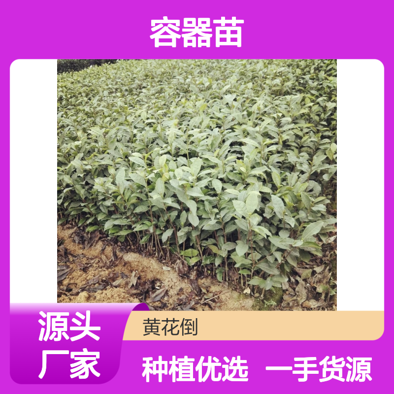 产地一手货源茶苗容器苗 种植收益好荒山农田均可种植