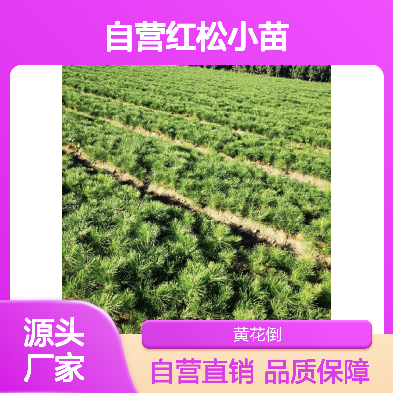 苗木合作社自营红松小苗 购买数量达到要求全国专线车直达送货