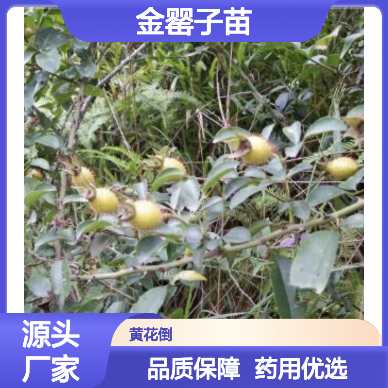 金罂子苗 常绿灌木 园林植物 药用价值 生长旺盛