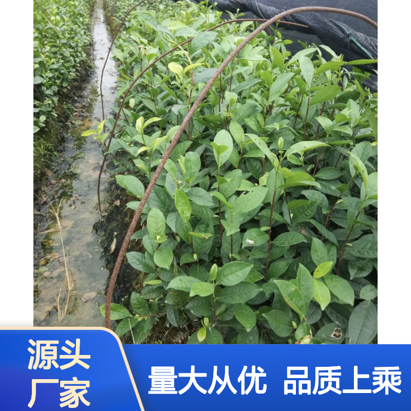 丹桂茶叶苗 百亩种植区直供 批发优惠 品类丰富