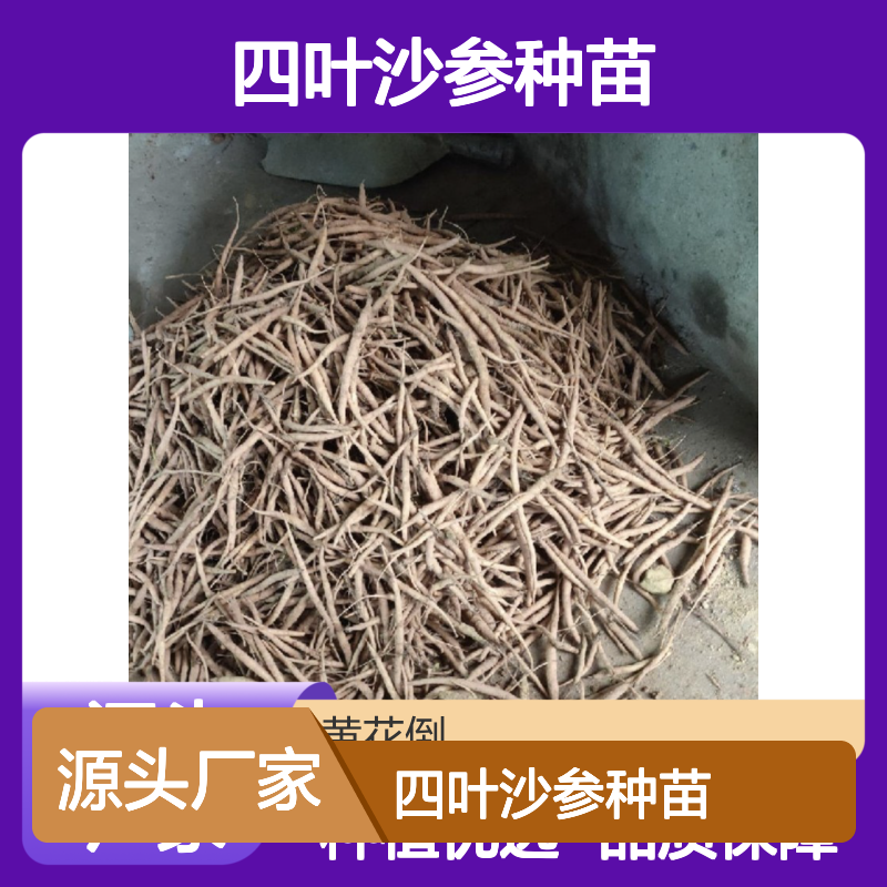 专业培育四叶沙参种苗 园林优选品 合作社直供绿植