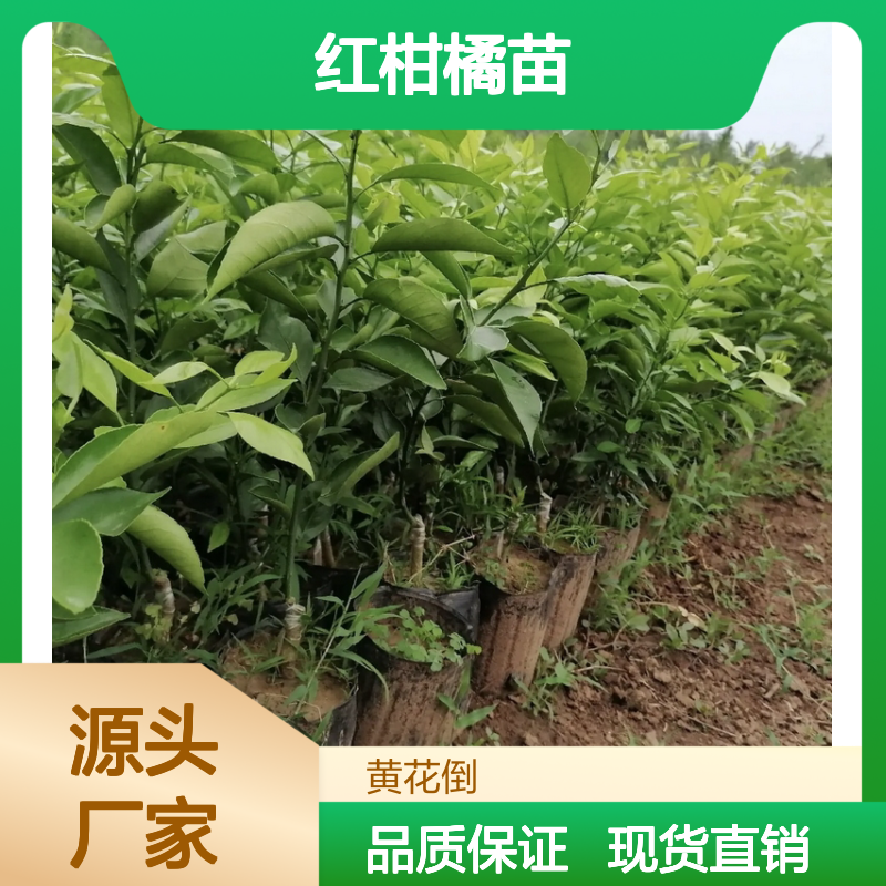 红柑橘苗批发 口感独特耐运输 基地现货 果实美观