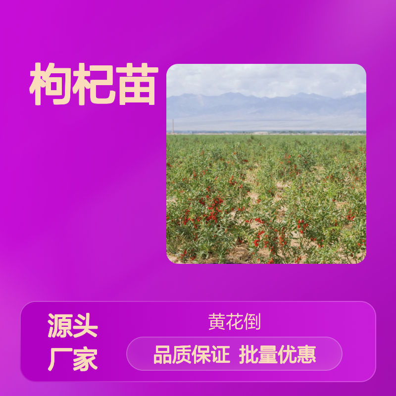 优质枸杞苗 产量高果粒大 枸杞基地批发 光照充足