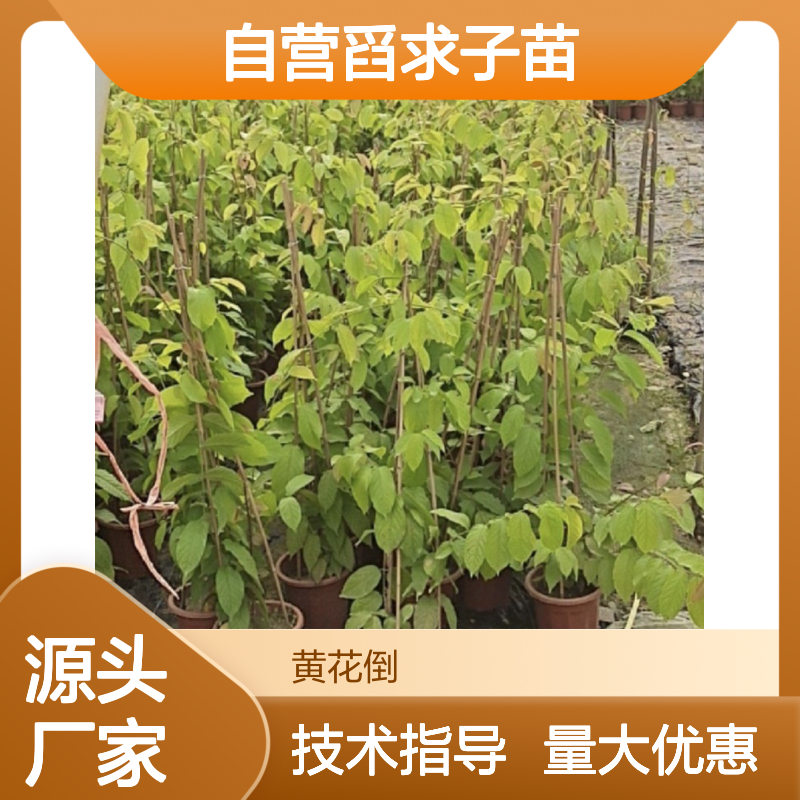 苗木合作社自营舀求子苗 全程技术指导十几年苗木培育经验