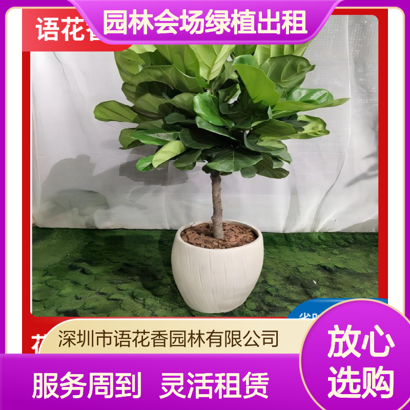 园林会场绿植出租 大型盆栽租赁 散尾葵 上门养护 省心省力