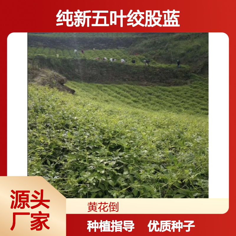 当年纯新五叶绞股蓝种子 自营基地提供种植技术