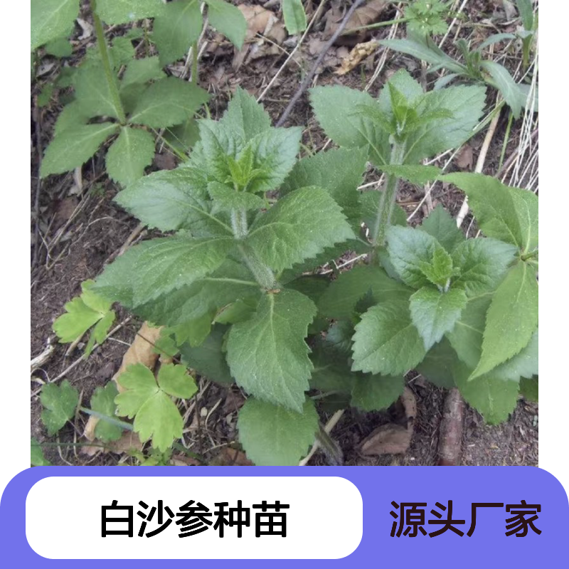 苗木合作社自营白沙参种苗 品种齐全质量保证根系发达种植好管理
