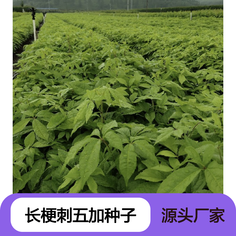 当年纯新长梗刺五加种子 包技术指导 耐寒耐旱