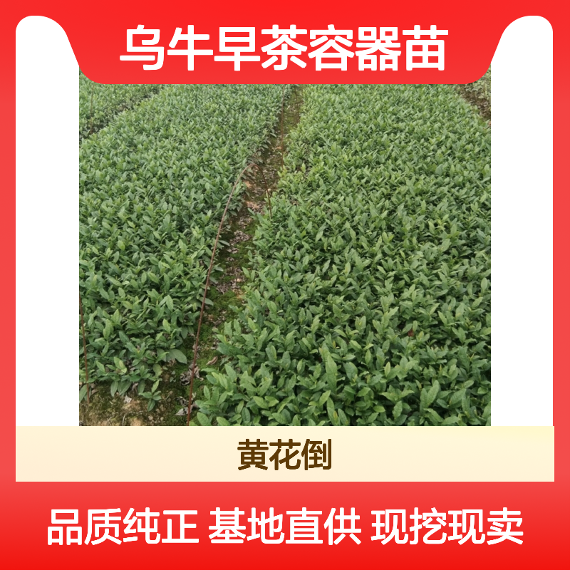现挖现卖乌牛早茶容器苗 基地直发包教种植管理技术品质纯正可票