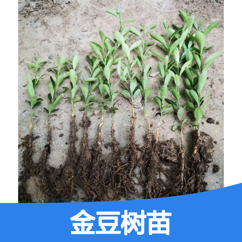 金豆树苗批发 常绿灌木金豆盆景植物 观叶观果