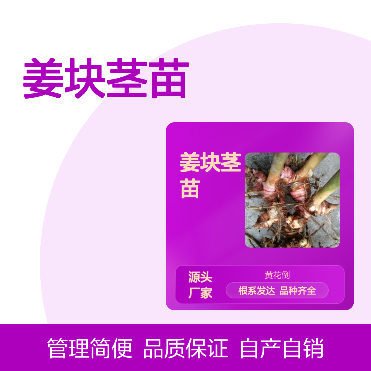自产自销海良姜块茎苗 品种齐全质量保证根系发达种植好管理