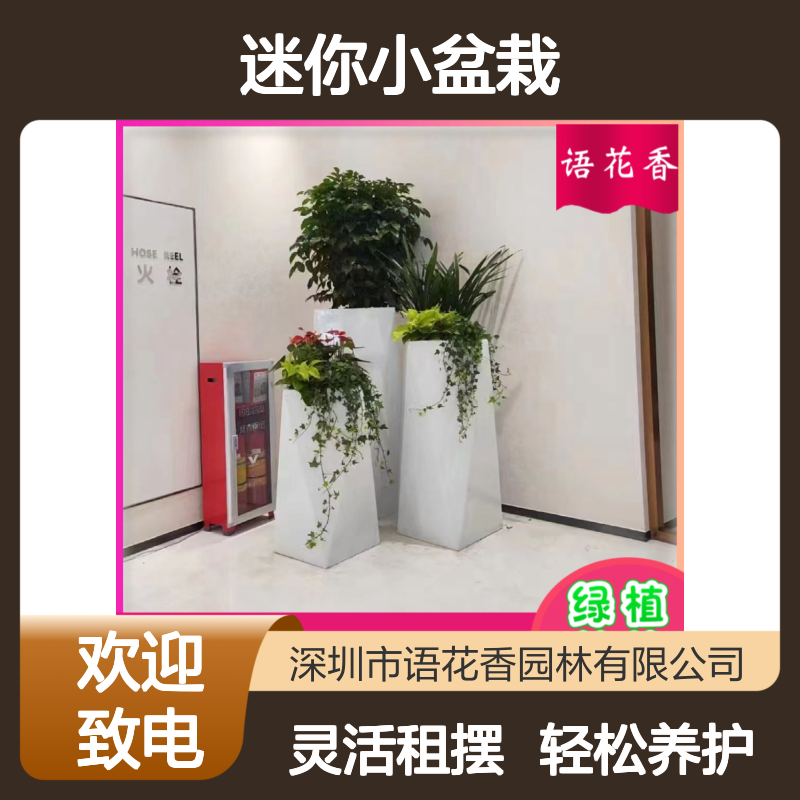 迷你小盆栽 绿宝树盆栽 室内阳台装饰 阳光房绿化造景植物