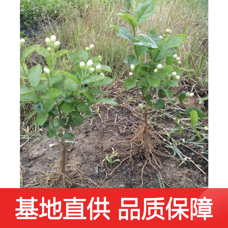 重瓣茉莉花树苗 基地直供 批发优选 适应性强 易于养护