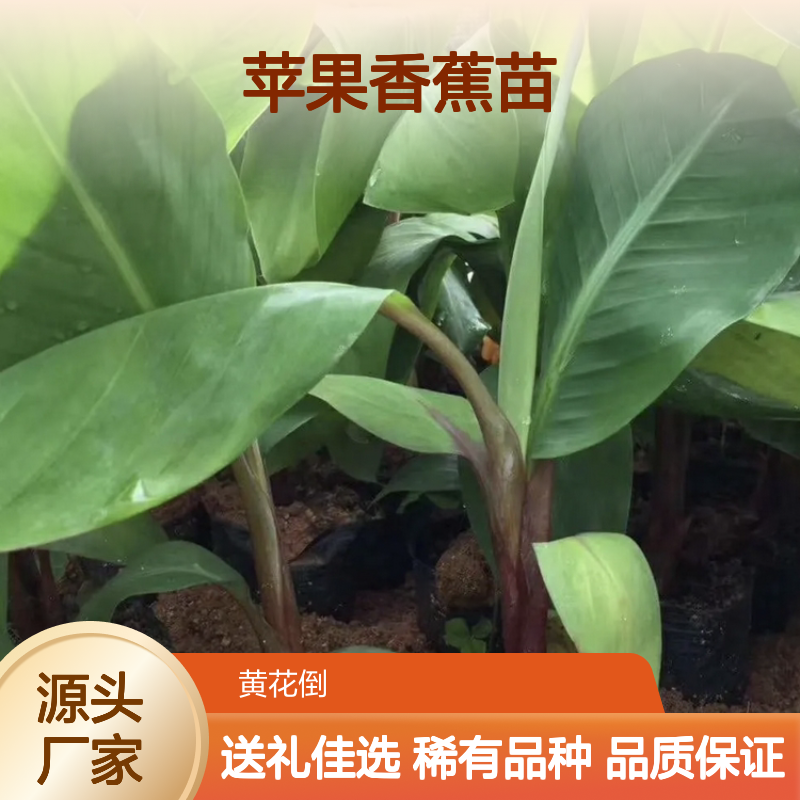 稀有红皮苹果香蕉苗 基地直供 耐储存强 肉质细腻