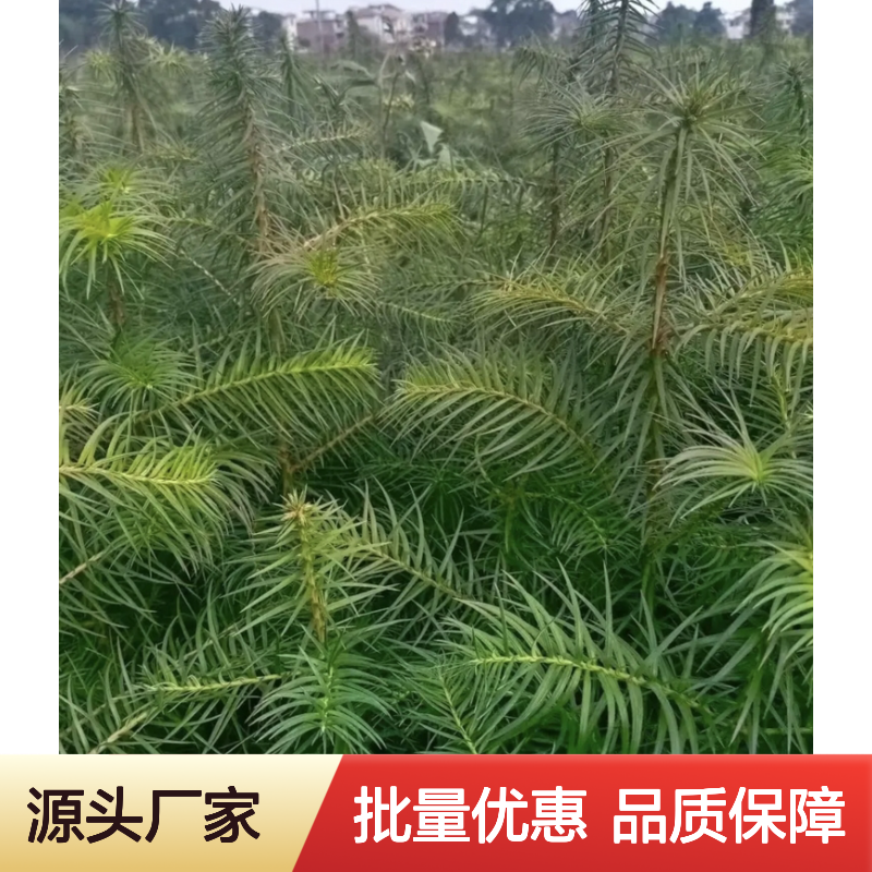 速生杉木树苗 批发种植园专供 适应性强 用途广泛