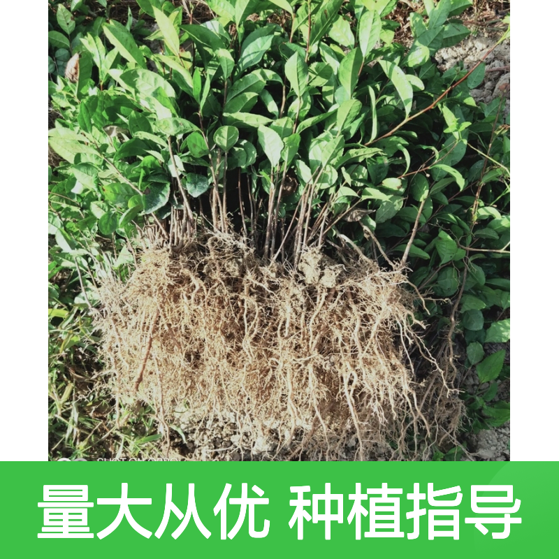 安吉大白茶小杯苗 基地直供品质保证 技术分享
