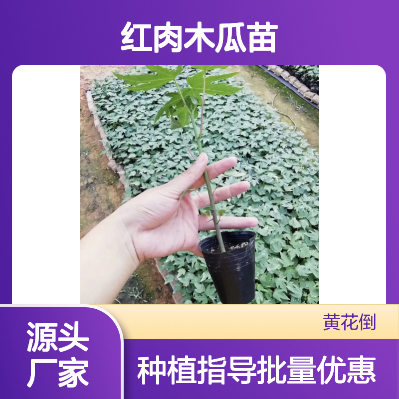 红肉木瓜苗 百亩种植园直供 批发优选 管理简单