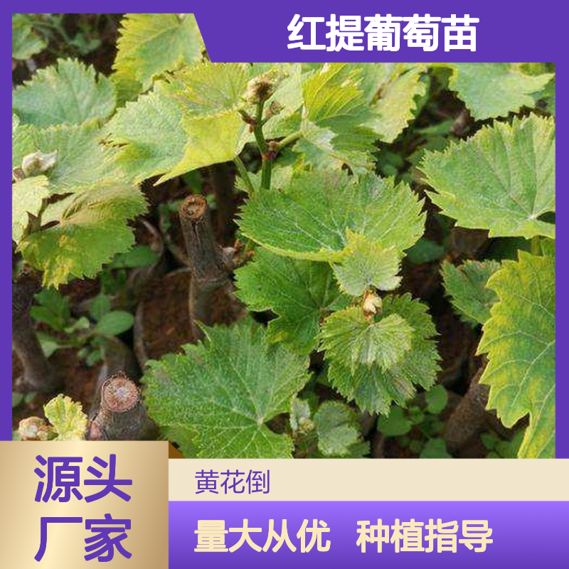 红提葡萄苗 批发种植 主产区直供 品质优良 易于管理