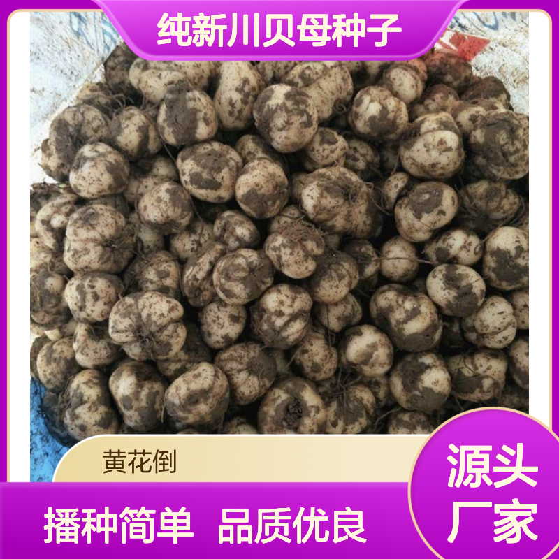 纯新川贝母种子 播种技术指导 耐寒喜湿 出苗率高