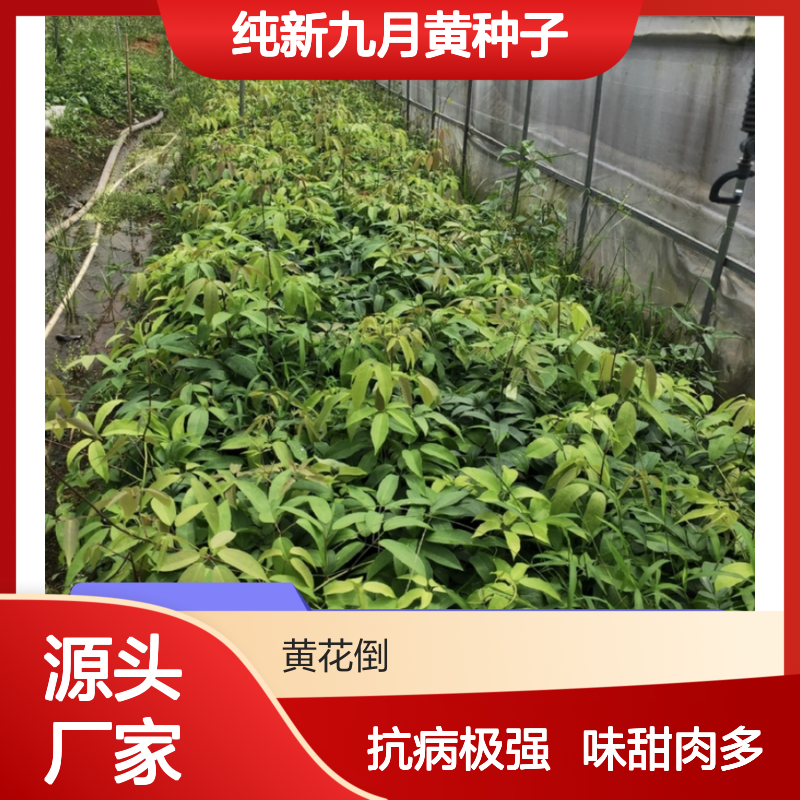 纯新九月黄种子 人工种植高收益 抗病极强 果实味甜