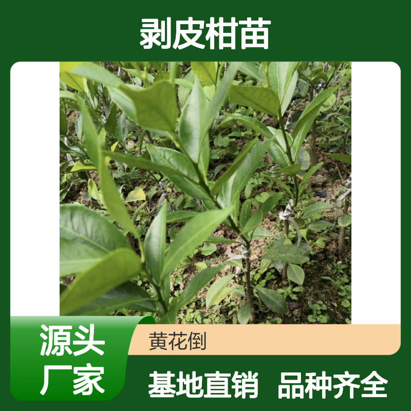 批发剥皮柑苗 基地直发 品种优良 果实美观 管理科学