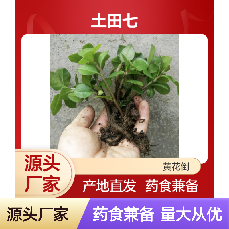 精选土田七 药食同源 基地直供 品质保证 种植专业