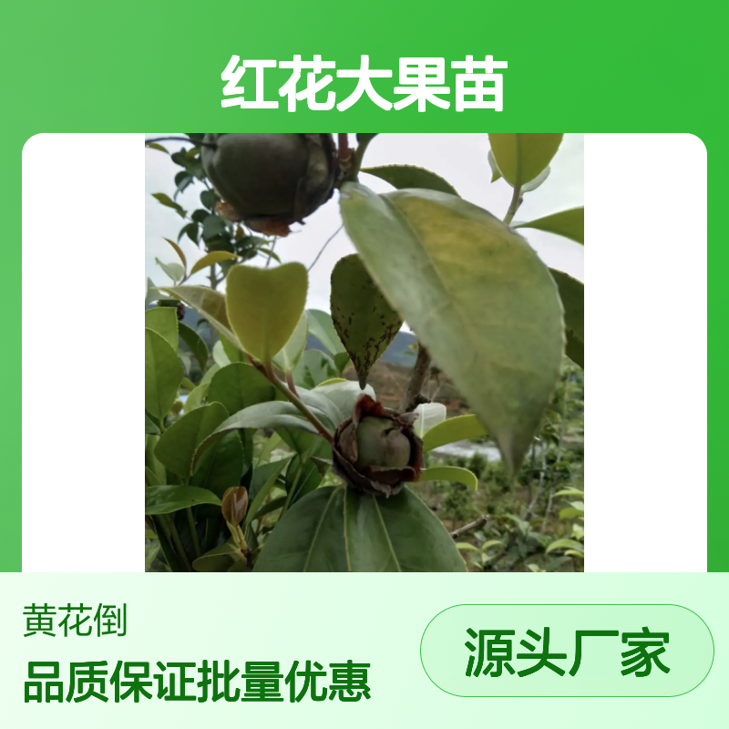 红花大果苗 山地种植优选 耐寒耐热 适应性强 生长迅速