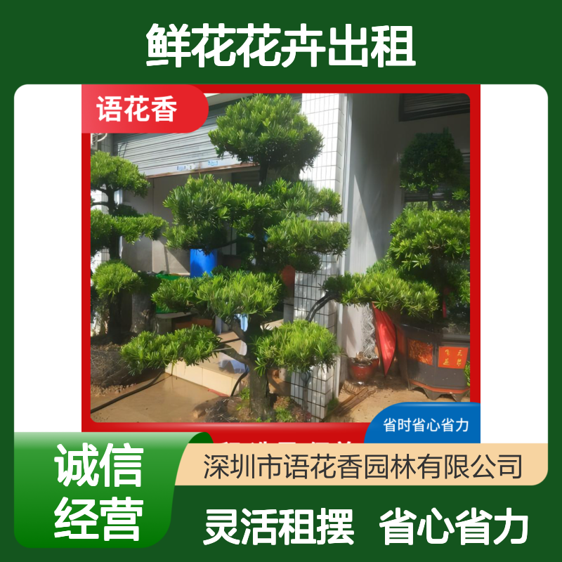 鲜花花卉出租服务 盆景租赁 琴叶榕等多样选择 长期短期租摆皆可