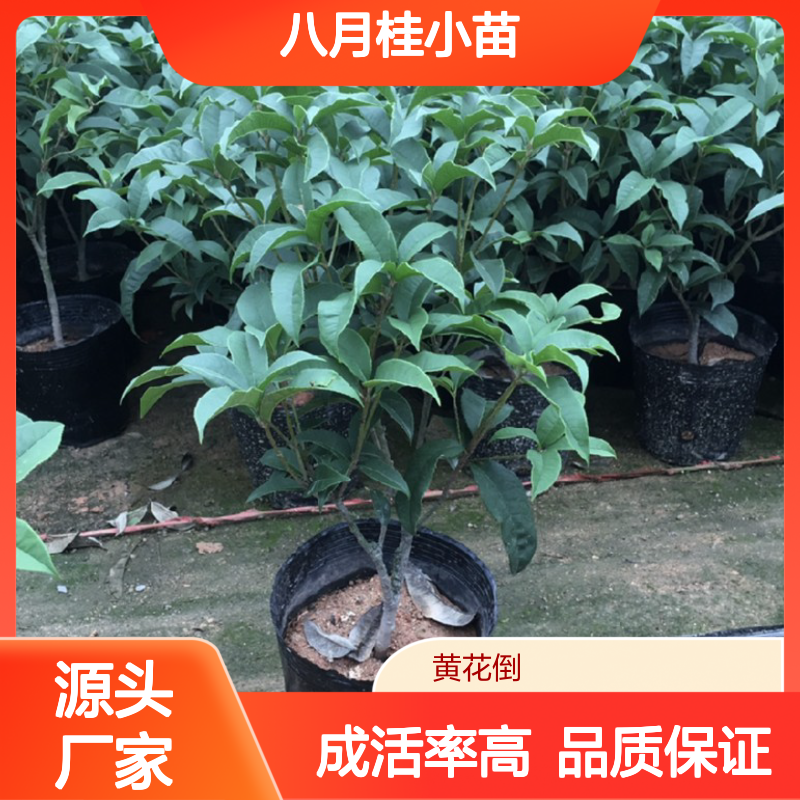 苗木合作社自营基地供应八月桂小苗 多年生根系发达 成活高规格齐全