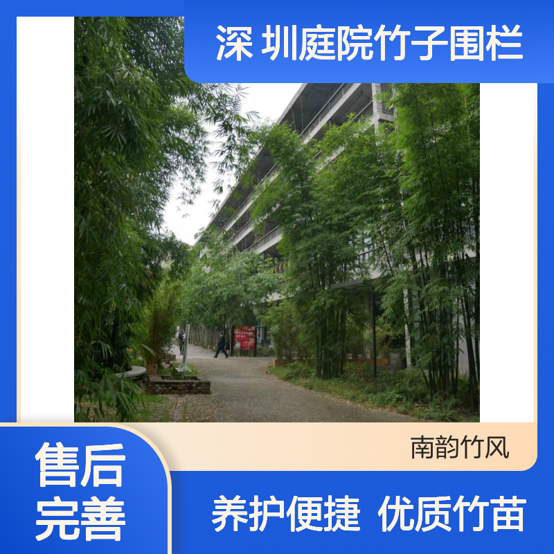 佛肚竹 深 圳庭院竹子围栏修剪养护 罗汉竹竹苗批发种植