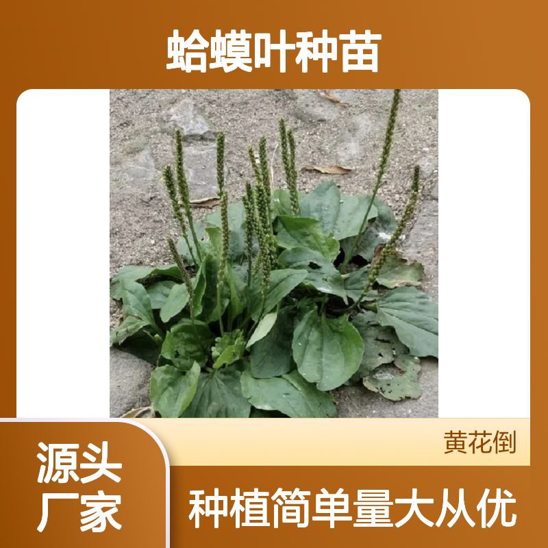 蛤蟆叶种苗 基地直供 草本植物 生长迅速 适应性强