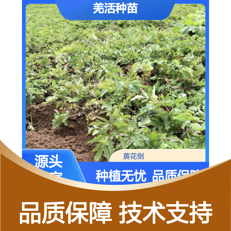 羌活种苗 基地直供 种植技术指导 中耕除草 适应性强