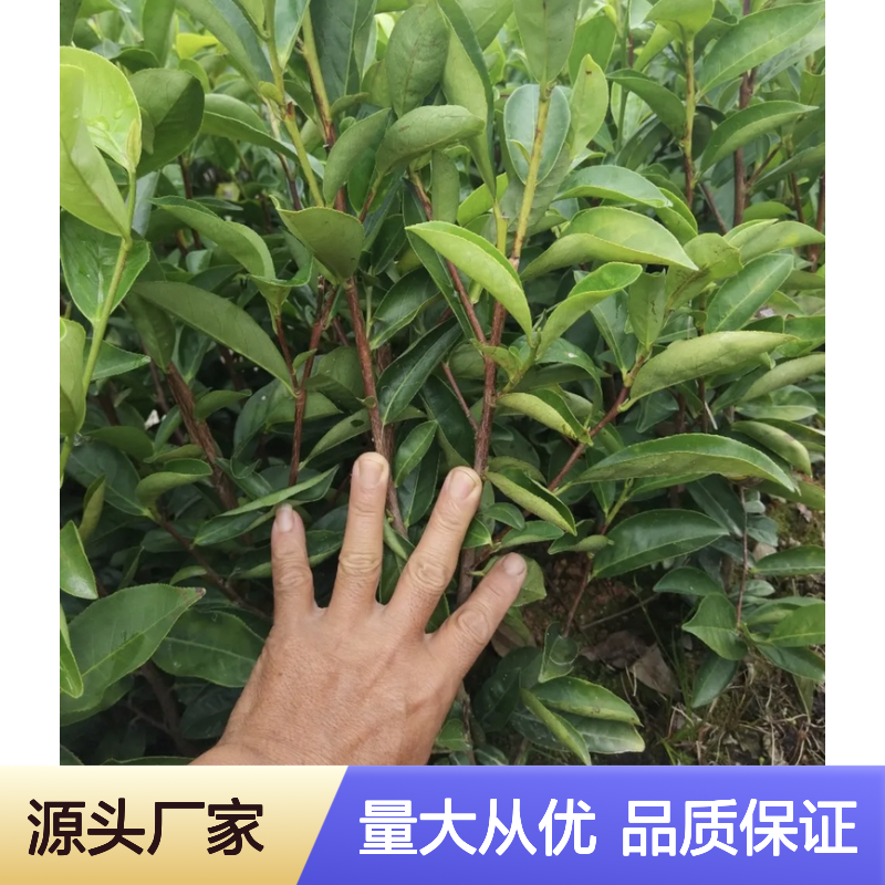 百亩种植园出品 高山茶苗批发 基地直供 滋味醇厚