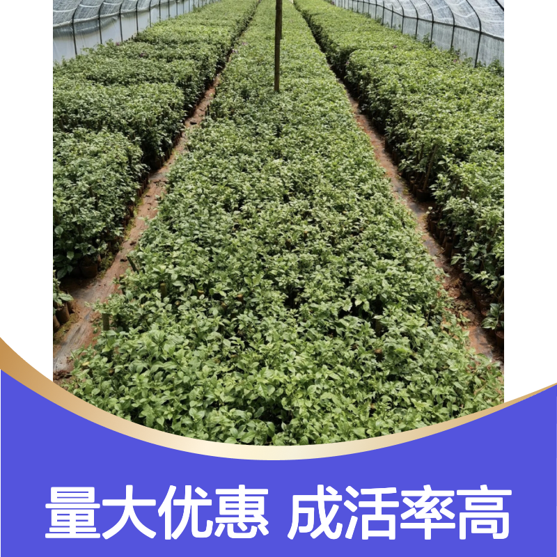 紫色三角梅苗 基地直供 扦插成活率高 批发优惠