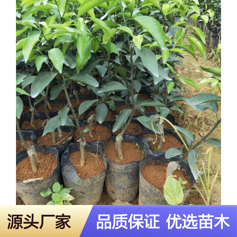 无核沃柑苗 晚熟杂交品种 挂果强 长势旺盛 甜柔低酸