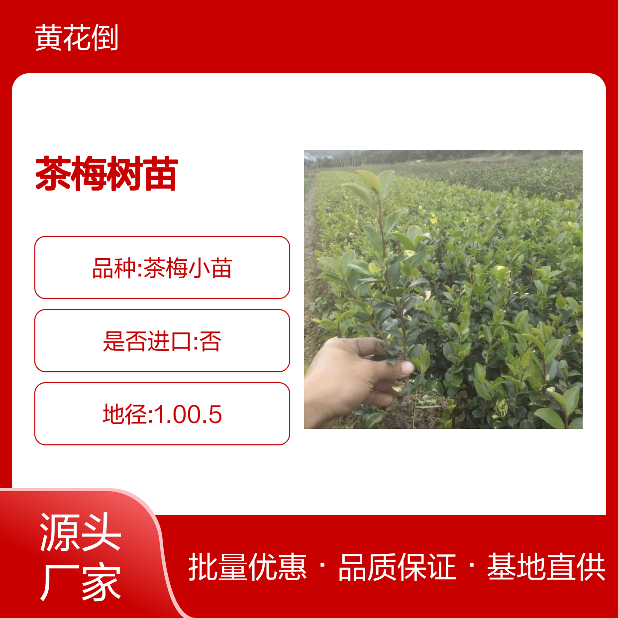 茶梅树苗基地直供 园林绿化优选品种 花叶茂盛