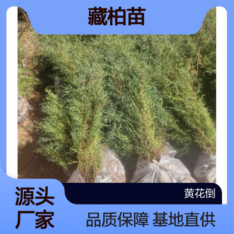 苗木合作社自营 优质藏柏苗供应 耐干旱瘠 树形美观