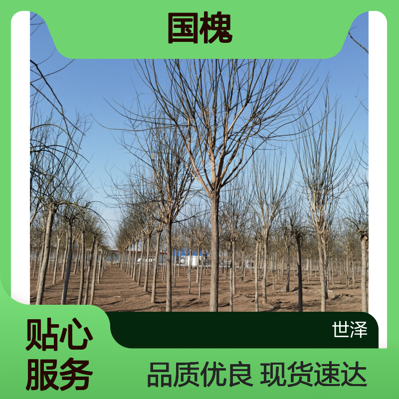 17公分国槐-栽培基地-世泽园林-株距大-现货出售