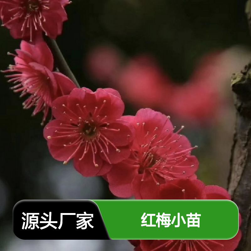 红梅小苗批发 直枝梅垂枝梅多品种 观赏性强 食用价值