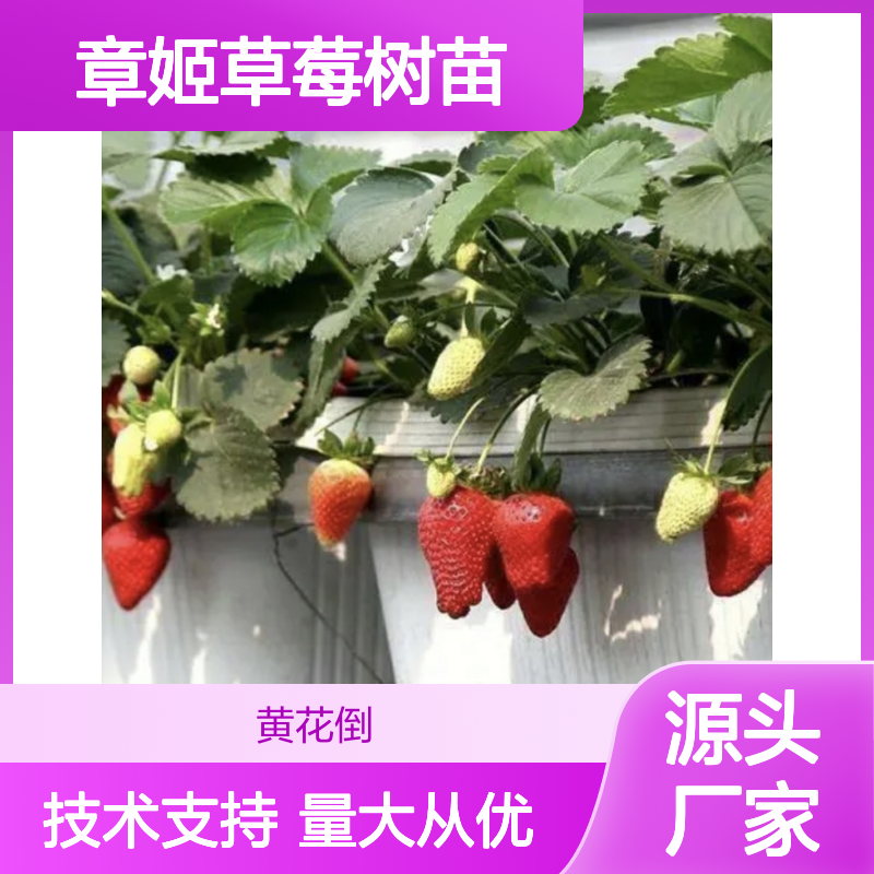 章姬草莓树苗 基地直供 分株繁殖 高产优质 易于管理