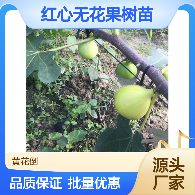 红心无花果树苗 基地直供 批发优选 易于成活 枝叶茂密