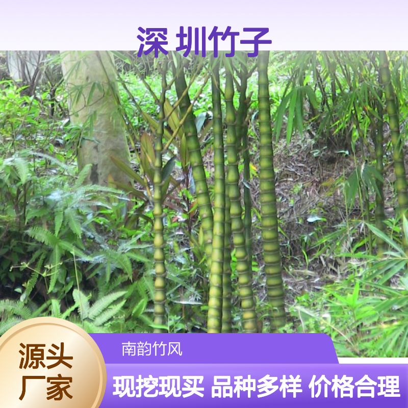 庭院景区造景植物道路园林工程绿化竹苗 深 圳竹子批发市场