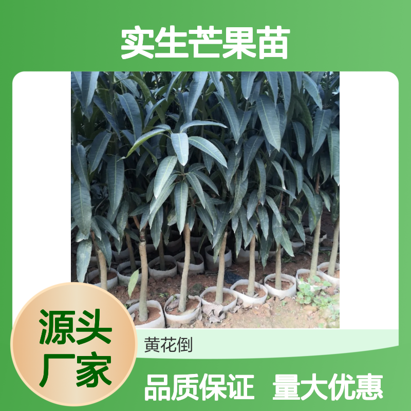 实生芒果苗 批发种植园优选 无纤维感 品质上乘